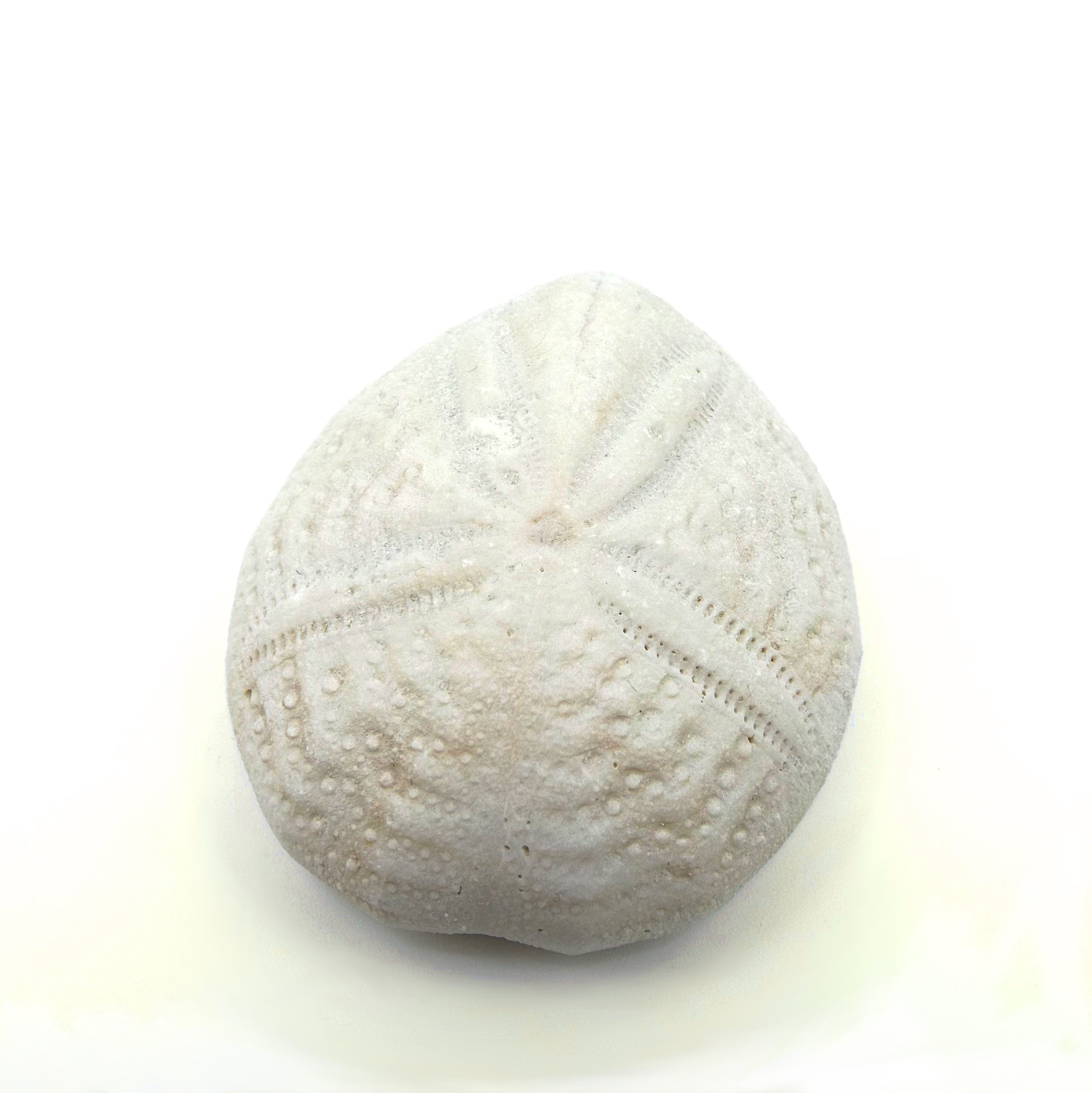 Sea urchin tellus science museum store
